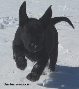 Lab puppy playing in the snow