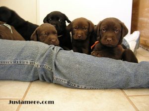 Chocolate and black Labrador puppies with broad heads and correct structure