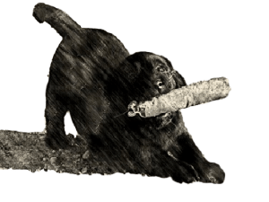black Labrador Retriever female