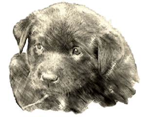 black Labrador Retriever female puppy