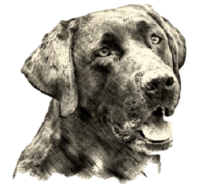 black Labrador Retriever male