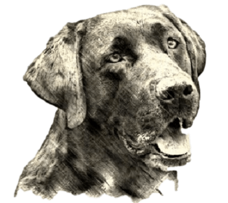 Dual Purpose Labrador Retriever headstudy