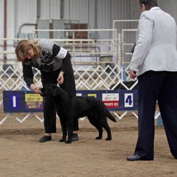 Black Lab competing in the puppy class at a dog show