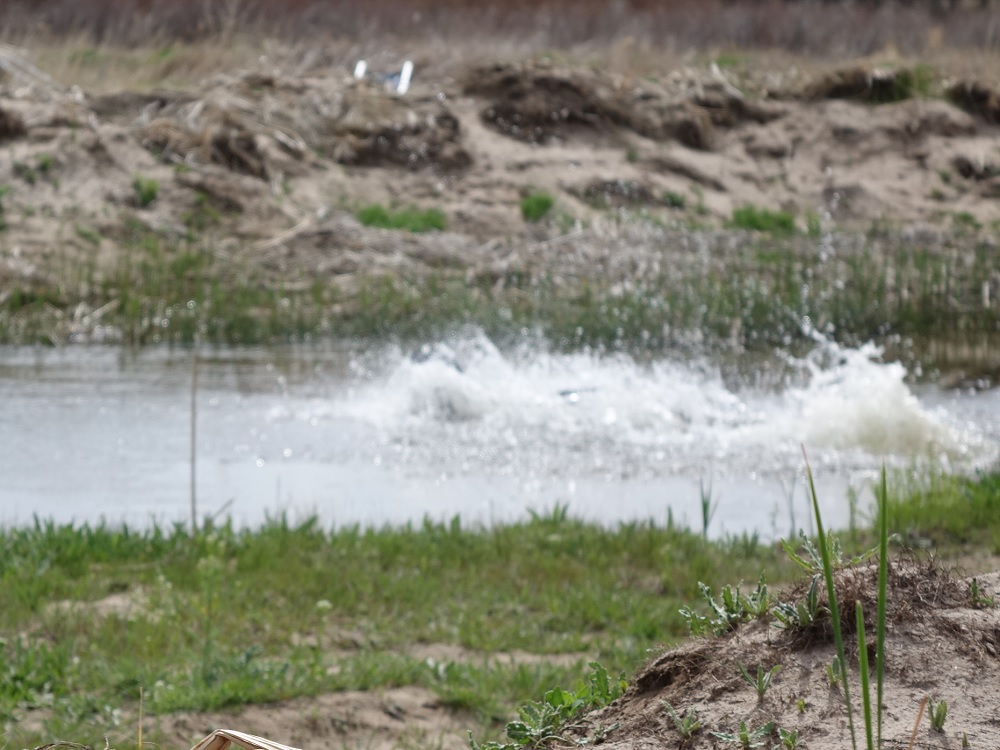 Big water entry to retrieve a bird