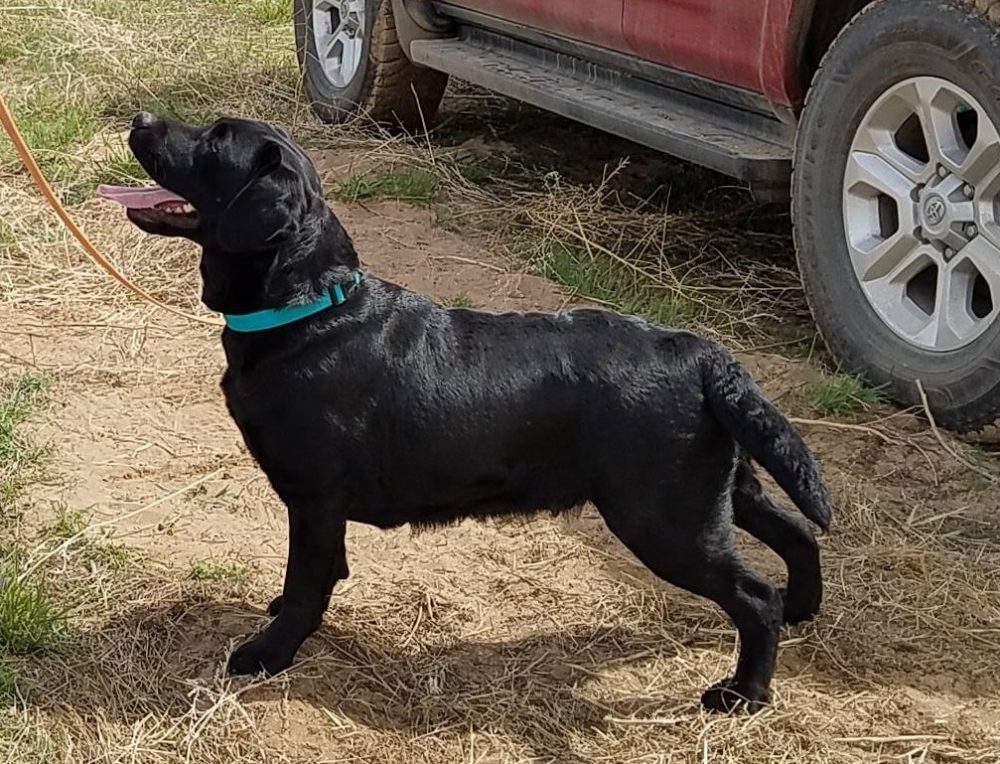 Wynk says, "I can do both - field dog and show dog."