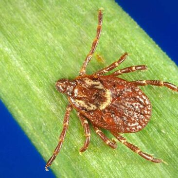 American dog tick on a blade of grass