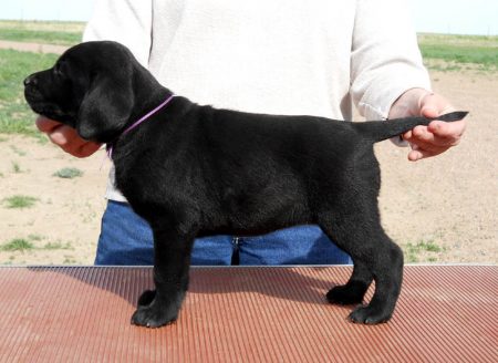 Lab puppy in a show dog pose