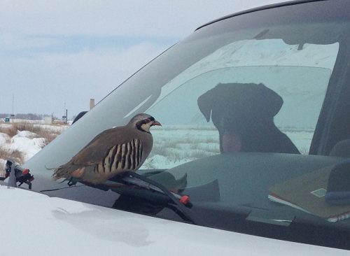 Chuckar lands on the windshield in front of a Labrador Retriever