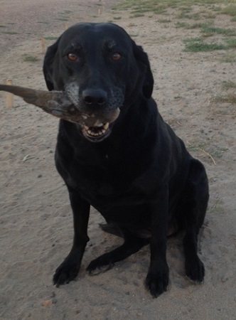 Still dove hunting at 10-1/2 years old