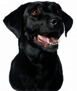 Arwen - a black Labrador Retriever