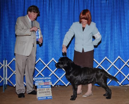 Black Labrador Retriever finishing his show championship with a major win