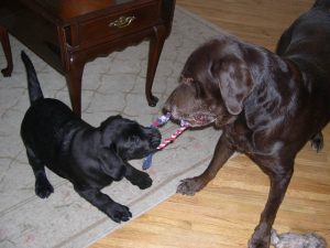 Black Lab puppy plays with a chocolate Lab