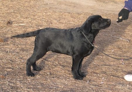 Show ring preparations. Free-baiting at 4 months