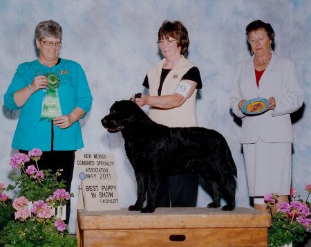 Winning Best Puppy in Specialty Show