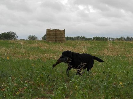 Retrieving a duck at his first hunt test