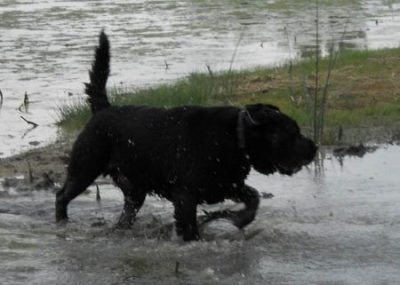 Water retrieve