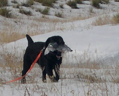 Labrador puppy retrieving his first bird