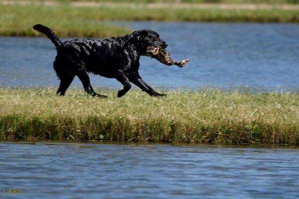 Black Labrador retrieving a duck to earn his Working Certificate (WC)