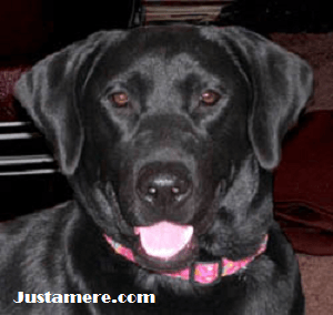 Black Lab female, Cat