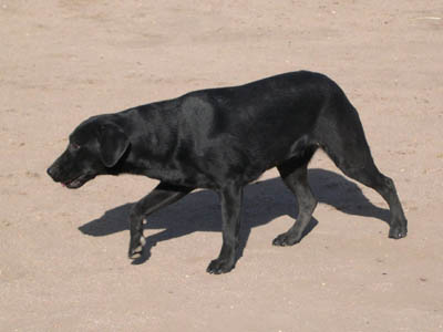 Black Lab female