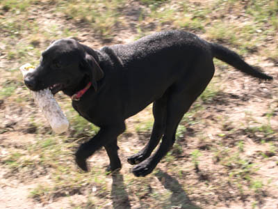 Black Lab retrieving a bumper