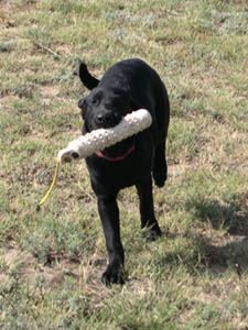 Black Labrador retrieving a bumper