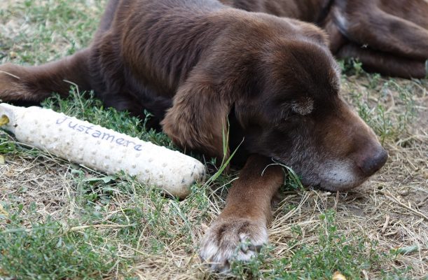 At 17 years old, Chip enjoys a snooze in the sun