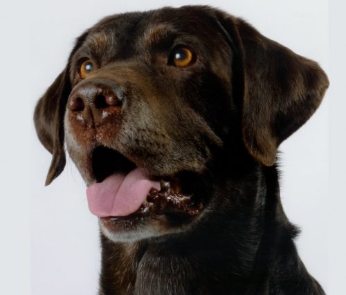 Chip - a chocolate Lab portrait