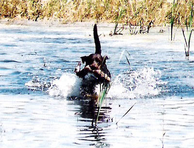 Retrieving a duck on his way to earning his Junior Hunter title