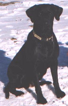 Field-bred black Labrador Retriever