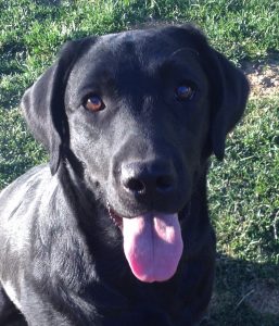 Ethel - a black Labrador puppy