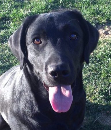 Ethel - a black Labrador Retriever puppy