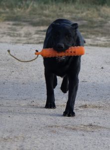 Retrieving a bumper