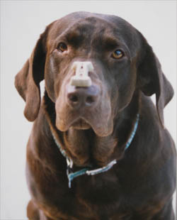 Training was easy for our first chocolate Lab