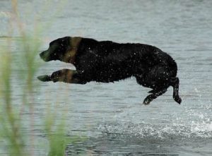 A Lab's big water entry to retrieve a duck