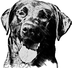 Jazzy, a black Lab female who earned 9 titles