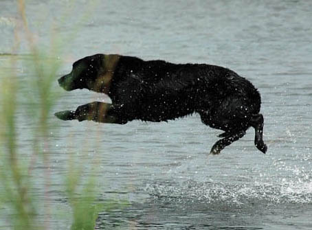 A Labrador Retriever big water entry to retrieve a duck