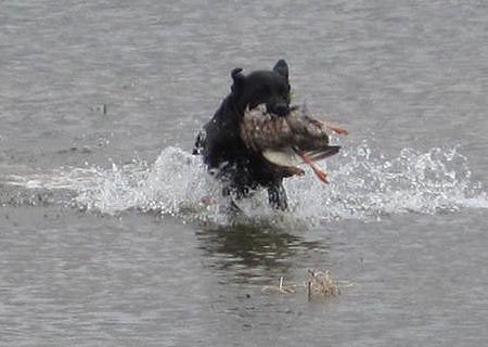 Black Labrador Retriever finishing a water retrieve