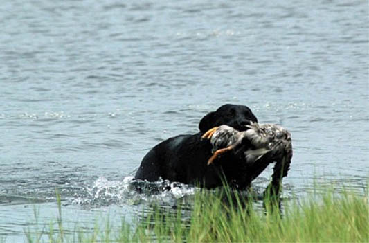 Black Lab retrieving a duck out of a pond