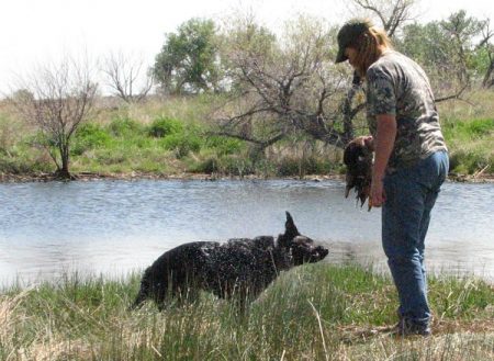 Junior Hunter pass at a retriever hunt test