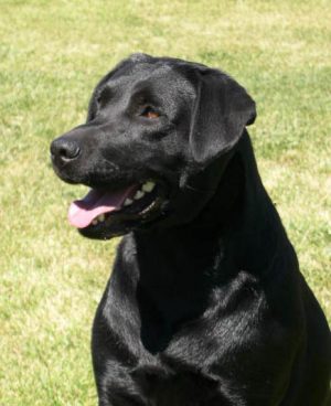 Head study of a classic black Lab