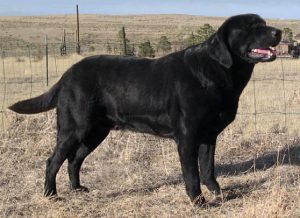 Black Lab sired by CH Cook's Midnight Bandit MH