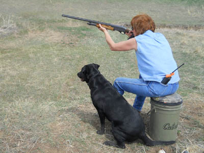 Field training. Arwen watches the first bird of a triple retrieve