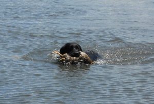 English Labrador retrieving a duck in the water
