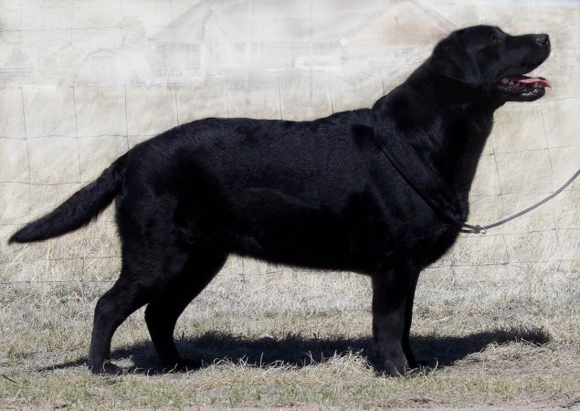 Stunning English Labrador Retriever