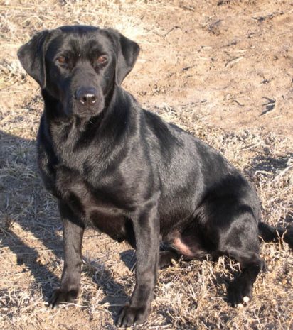 Field-bred Labrador Retriever, Raven