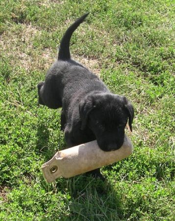 Labrador puppy retrieving a bumper