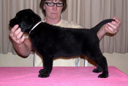 English Lab puppy with beautiful structure