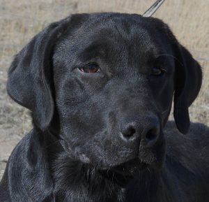 A young black Lab with a classic head