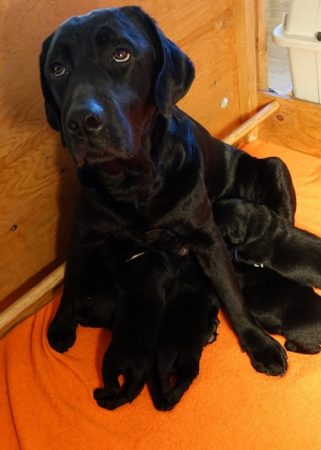 Litter of black Lab puppies